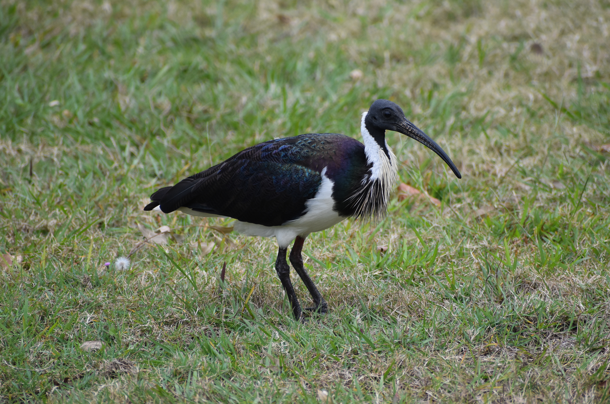 Straw-necked Ibis