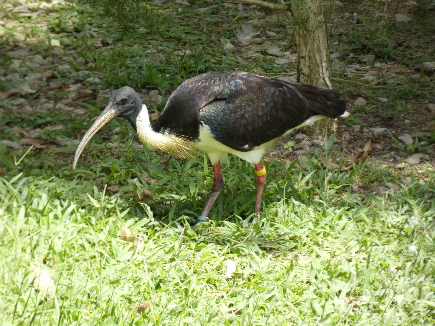 Straw-necked ibis