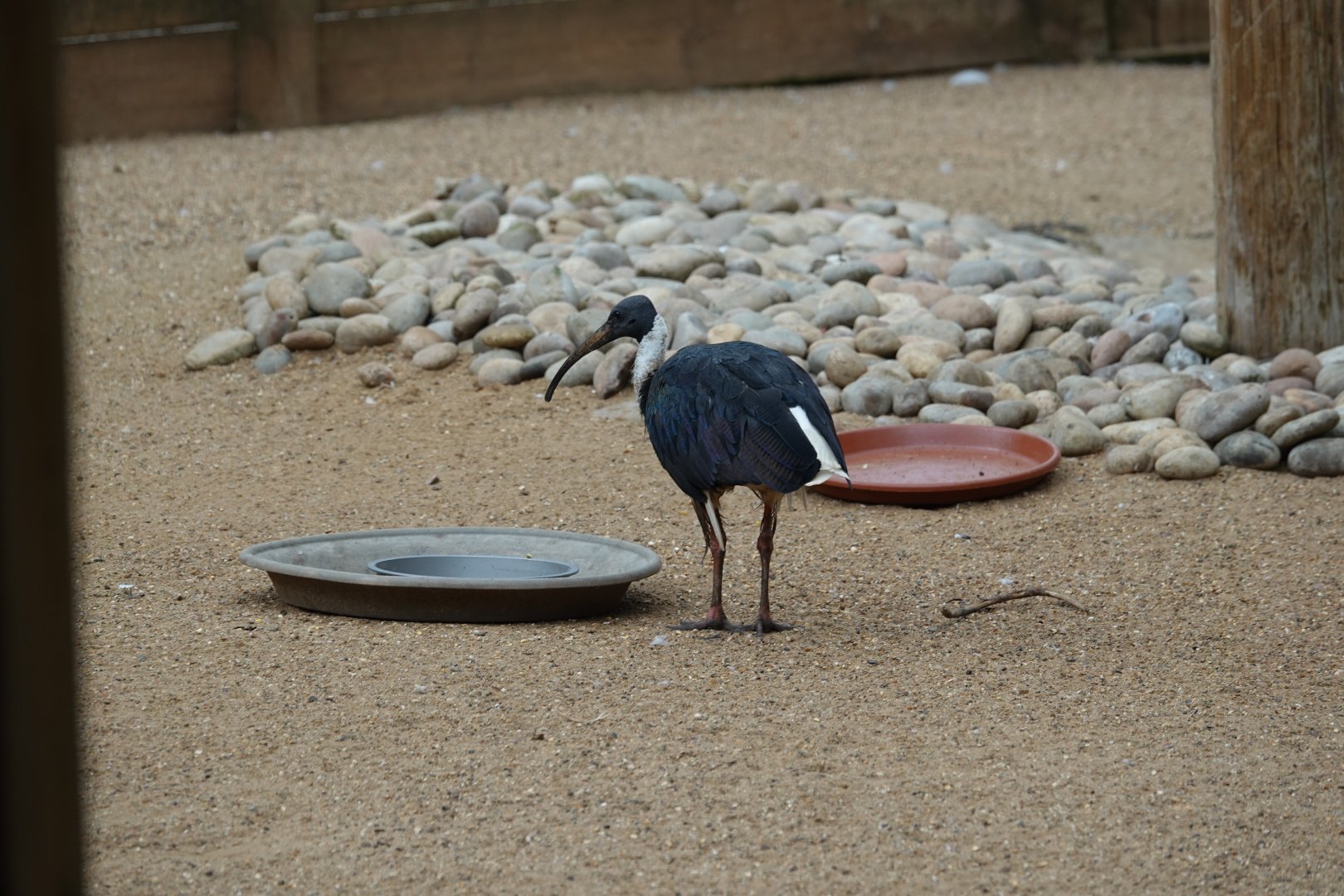 Straw-necked ibis