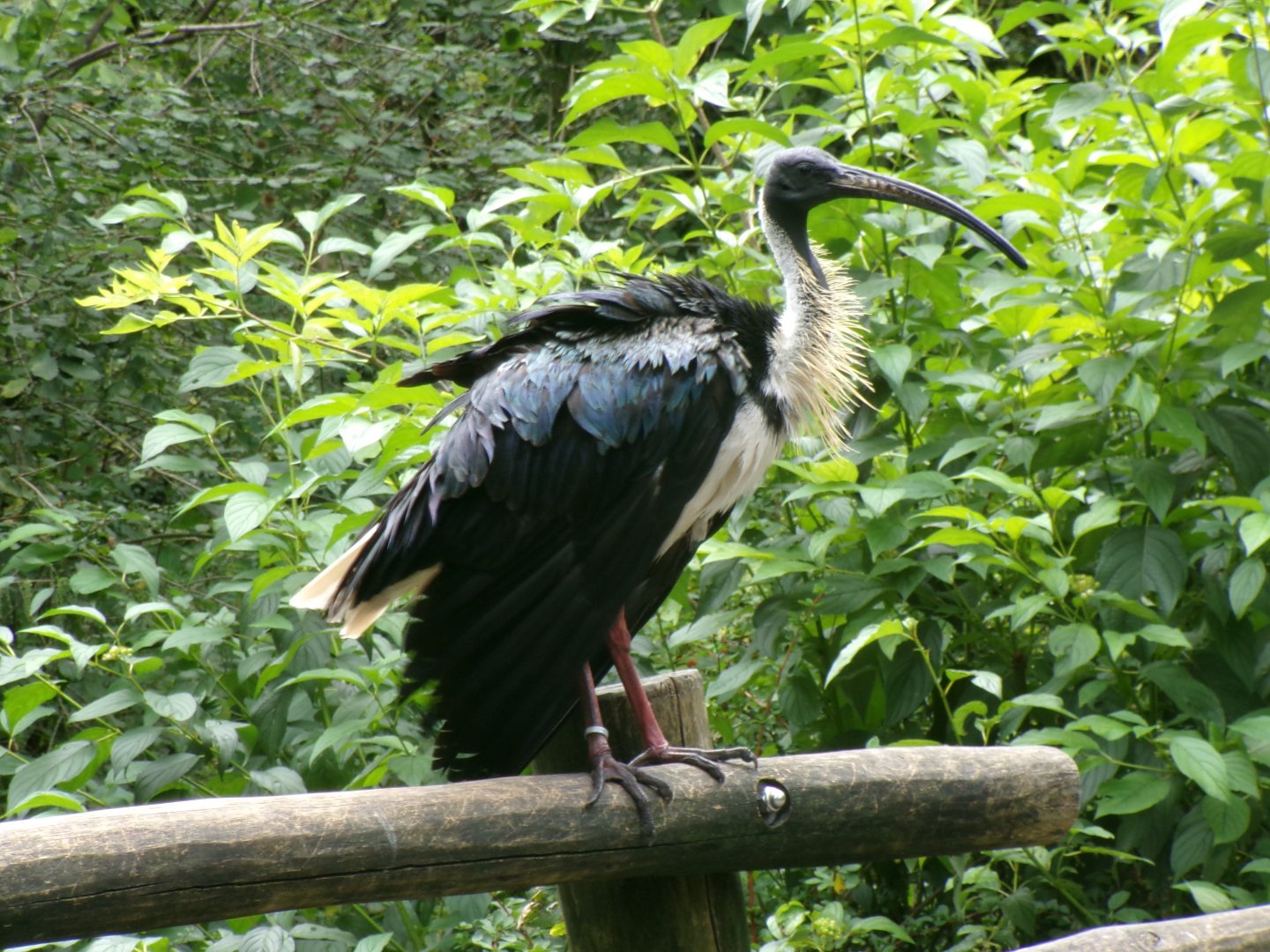 Straw-necked ibis