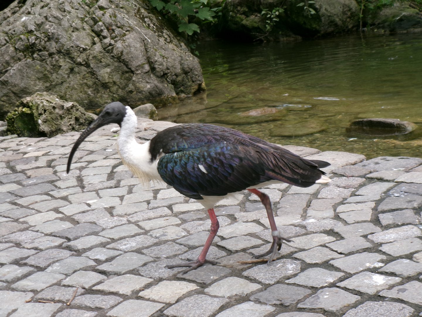Straw-necked ibis