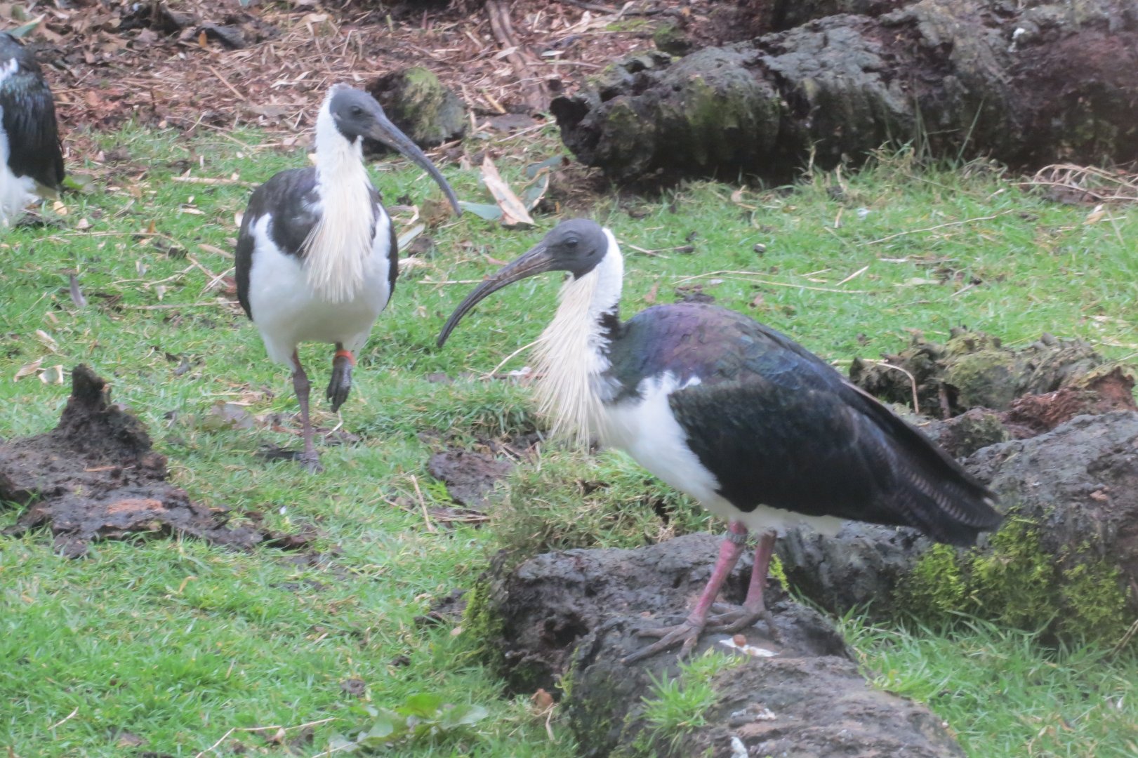 Straw-necked ibises 040319