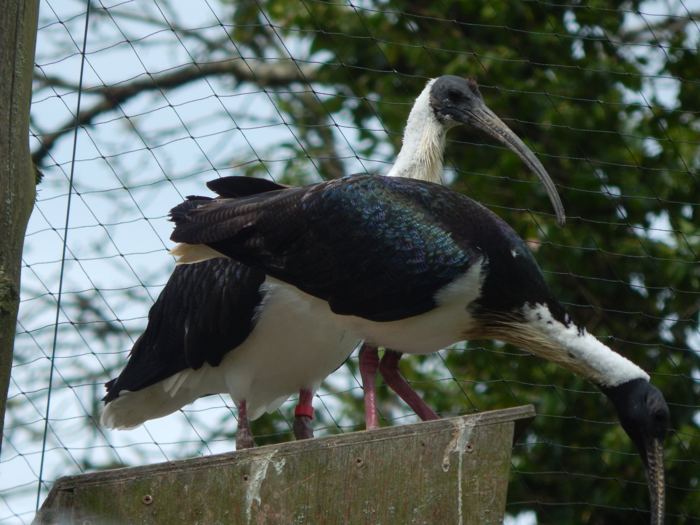 Straw-necked ibises 150522
