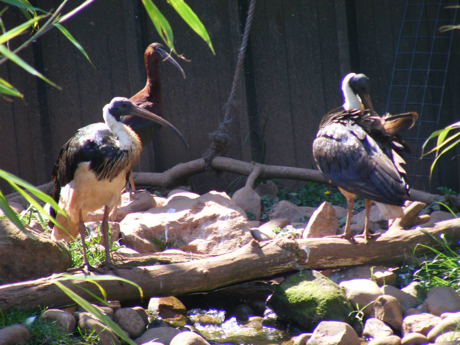 Straw-necked ibises and glossy ibis (I think) at South Lakes Wild Animal Pa