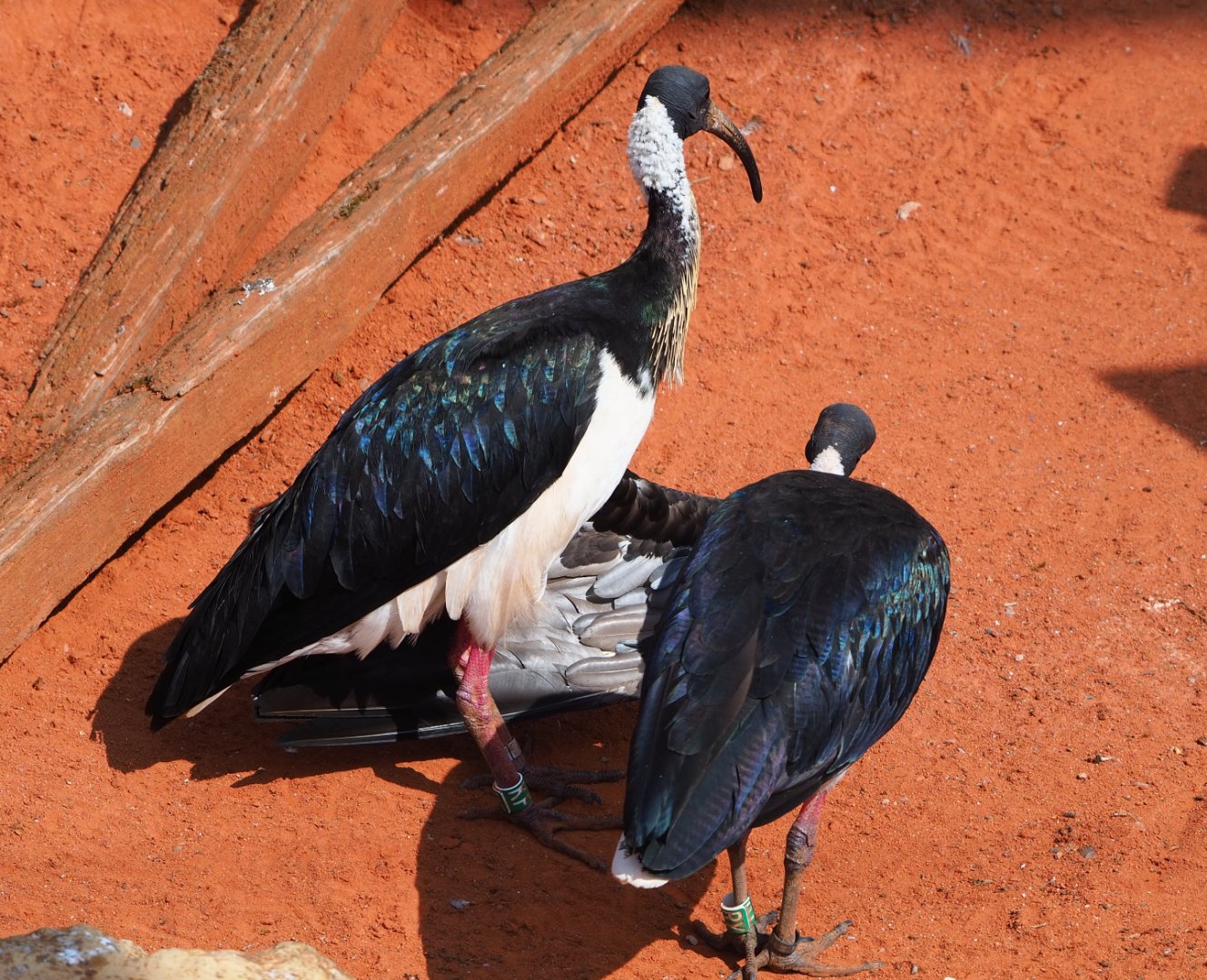 Straw-necked ibises (Threskiornis spinicollis), 2020-09-02