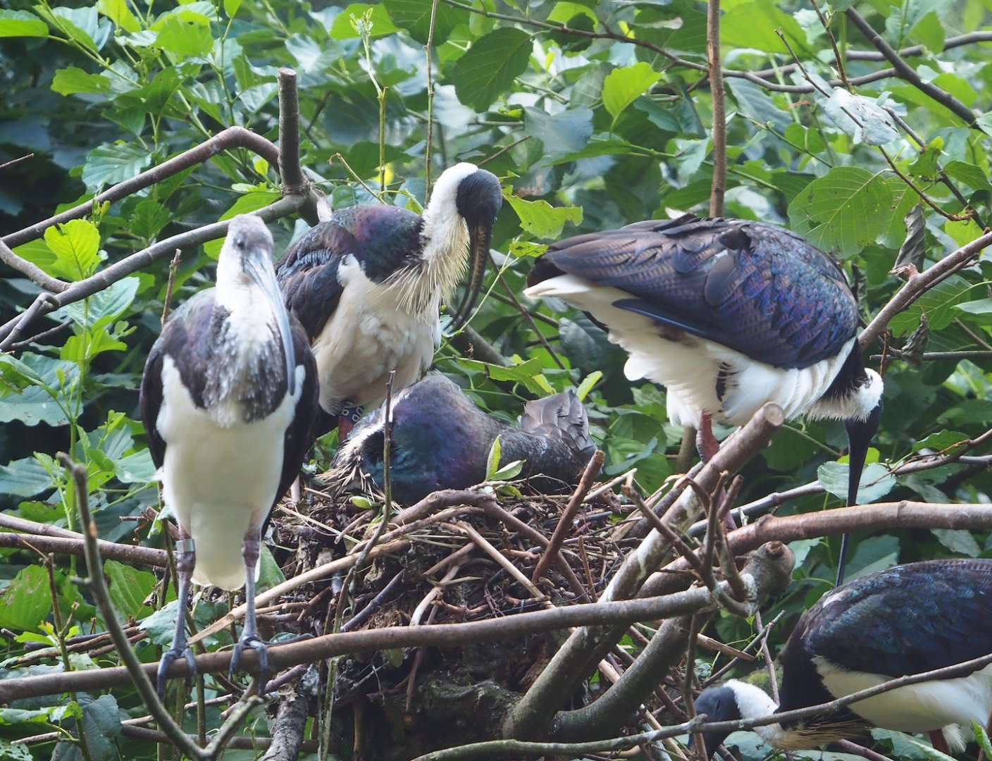 Straw-necked ibises (Threskiornis spinicollis), 2023-07-26