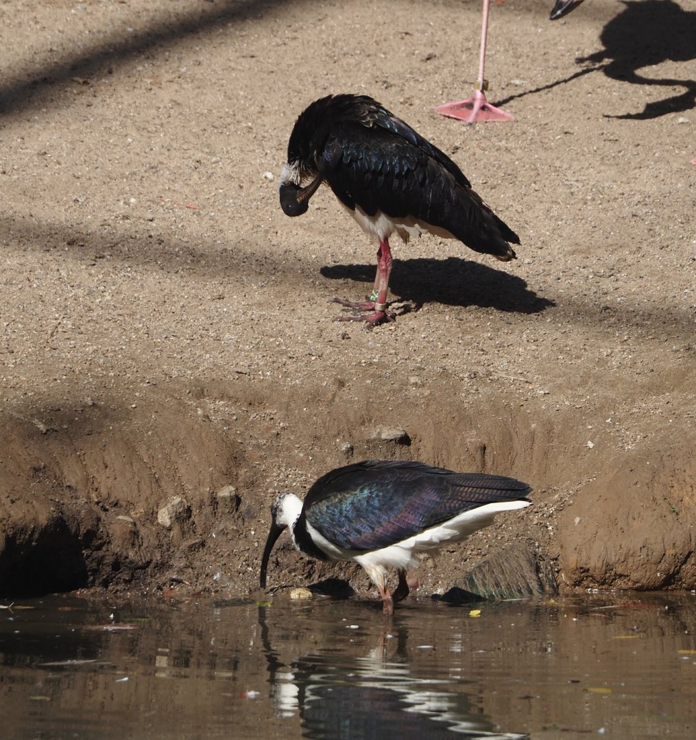 Straw-necked ibises (Threskiornis spinicollis), 2024-09-17