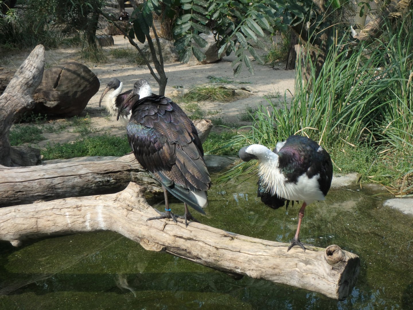 Straw-necked ibises