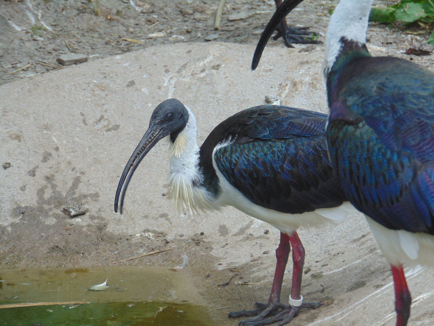 Straw-necked Ibises