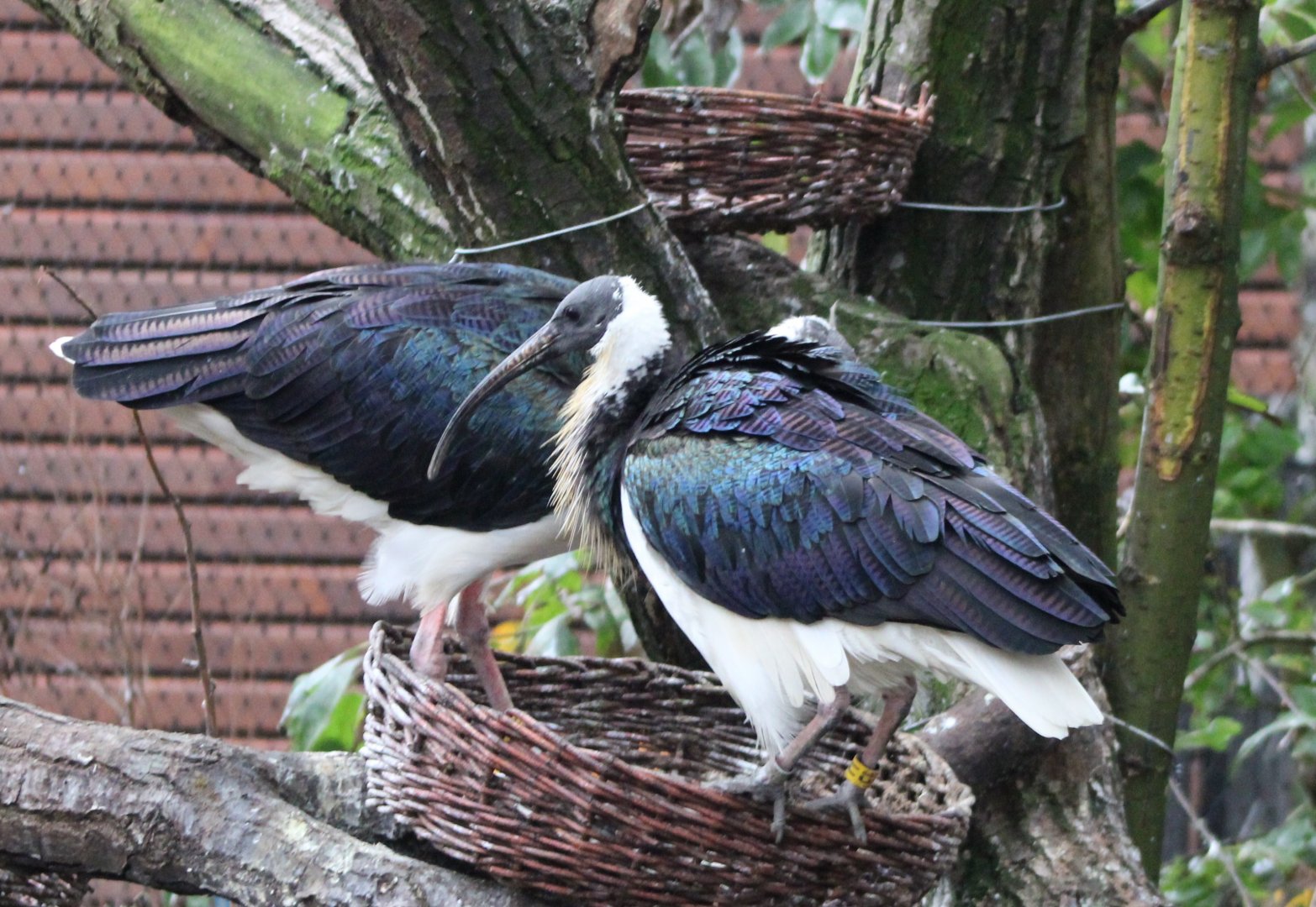 Straw-necked ibisses at the nest