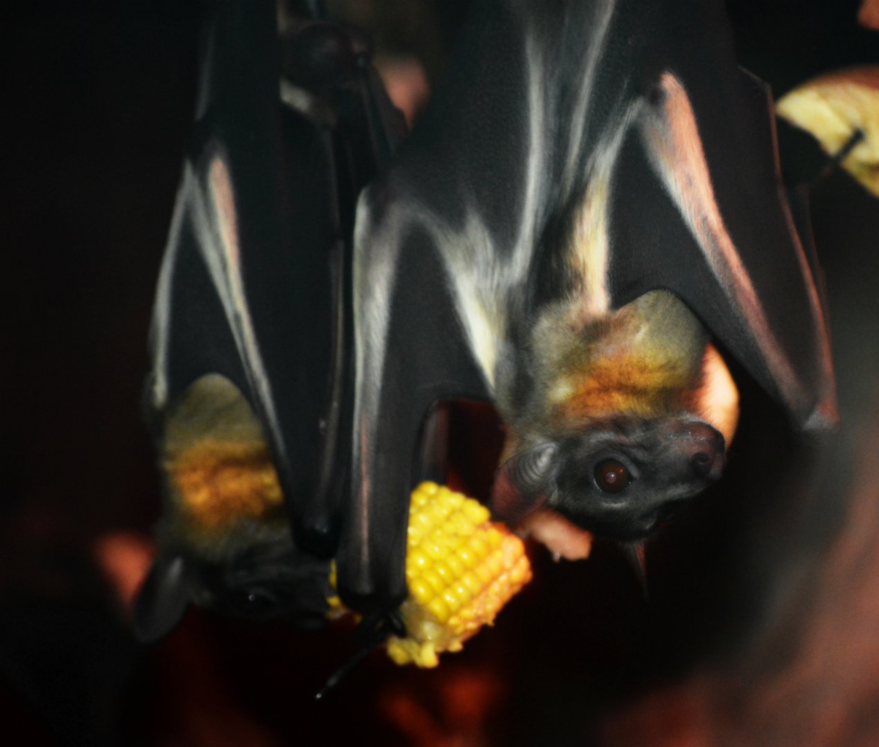 straw throat bats