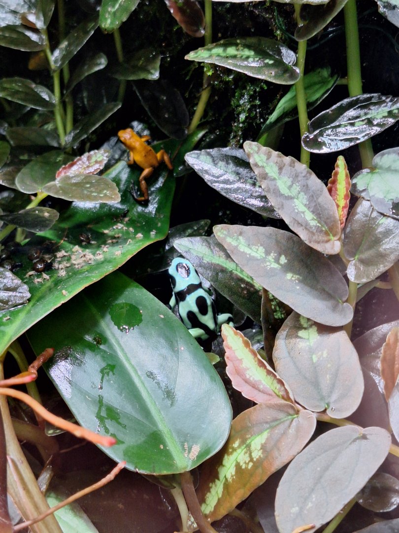 Strawberry and Green and Black Poison Dart Frogs