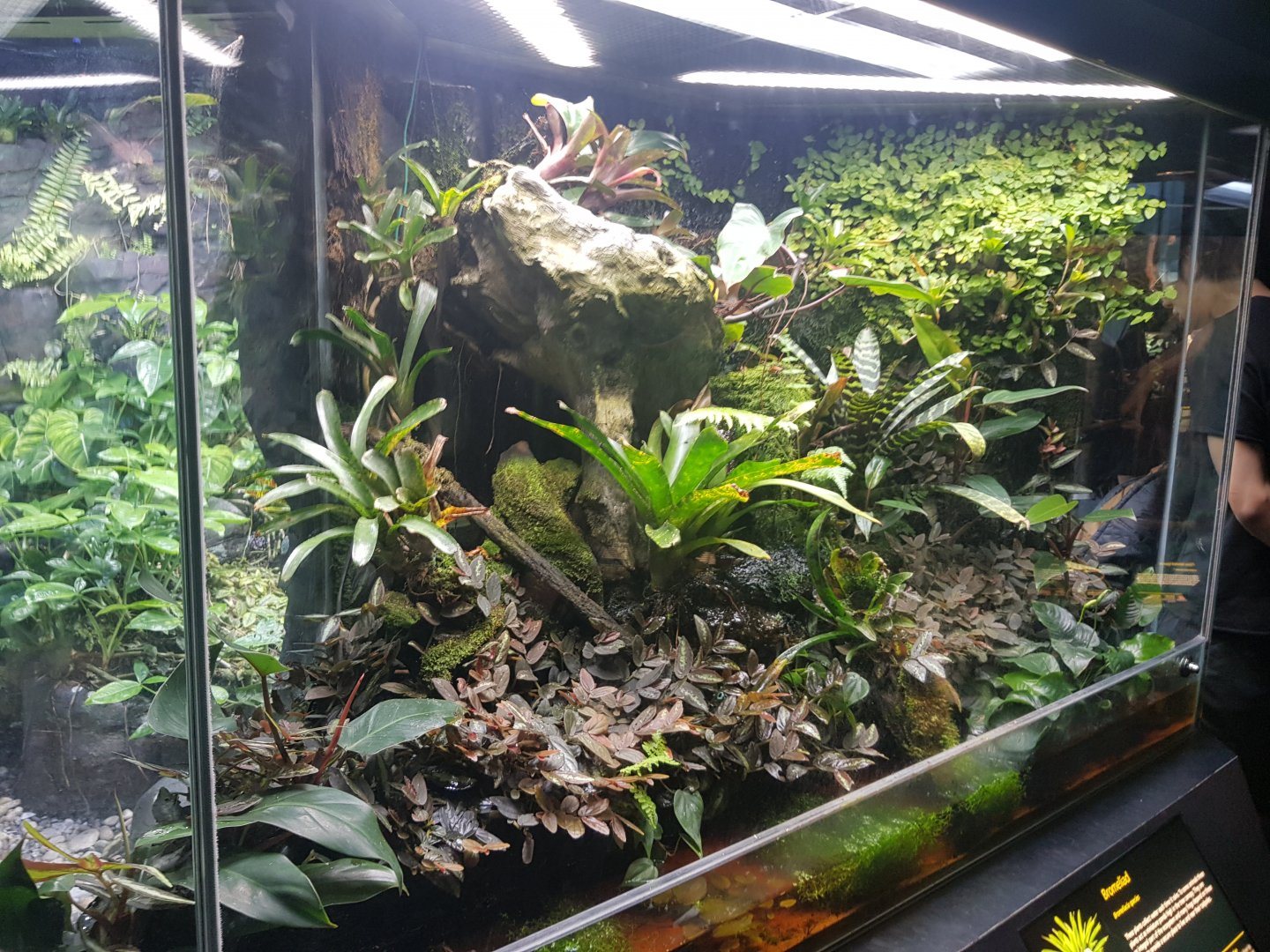 Strawberry and Green & Black Poison Frog Enclosure