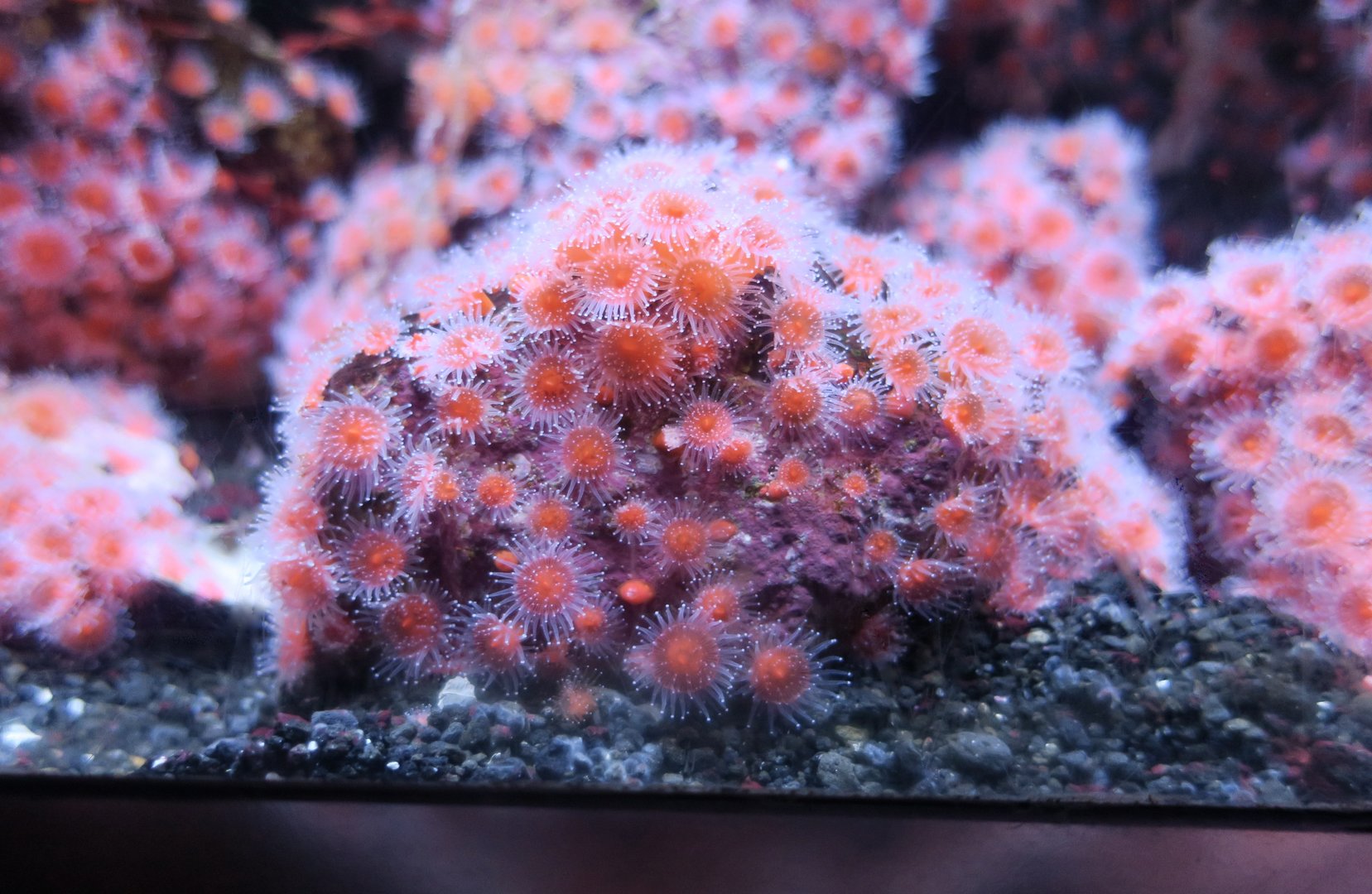Strawberry Anemone (Corynactis californica)