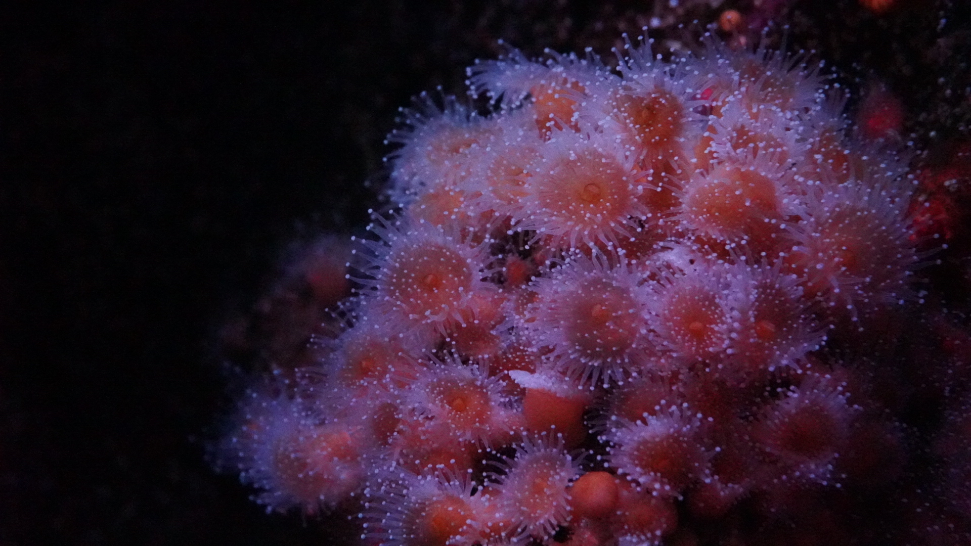 Strawberry Anemone (Corynactis)