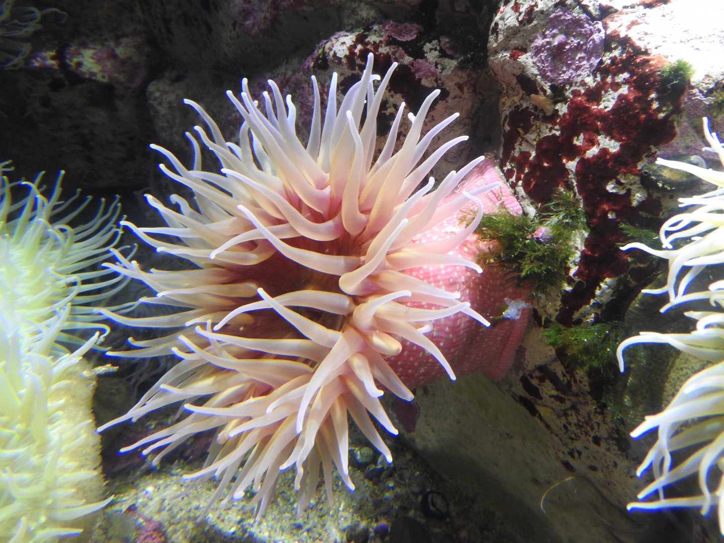 Strawberry Anemone