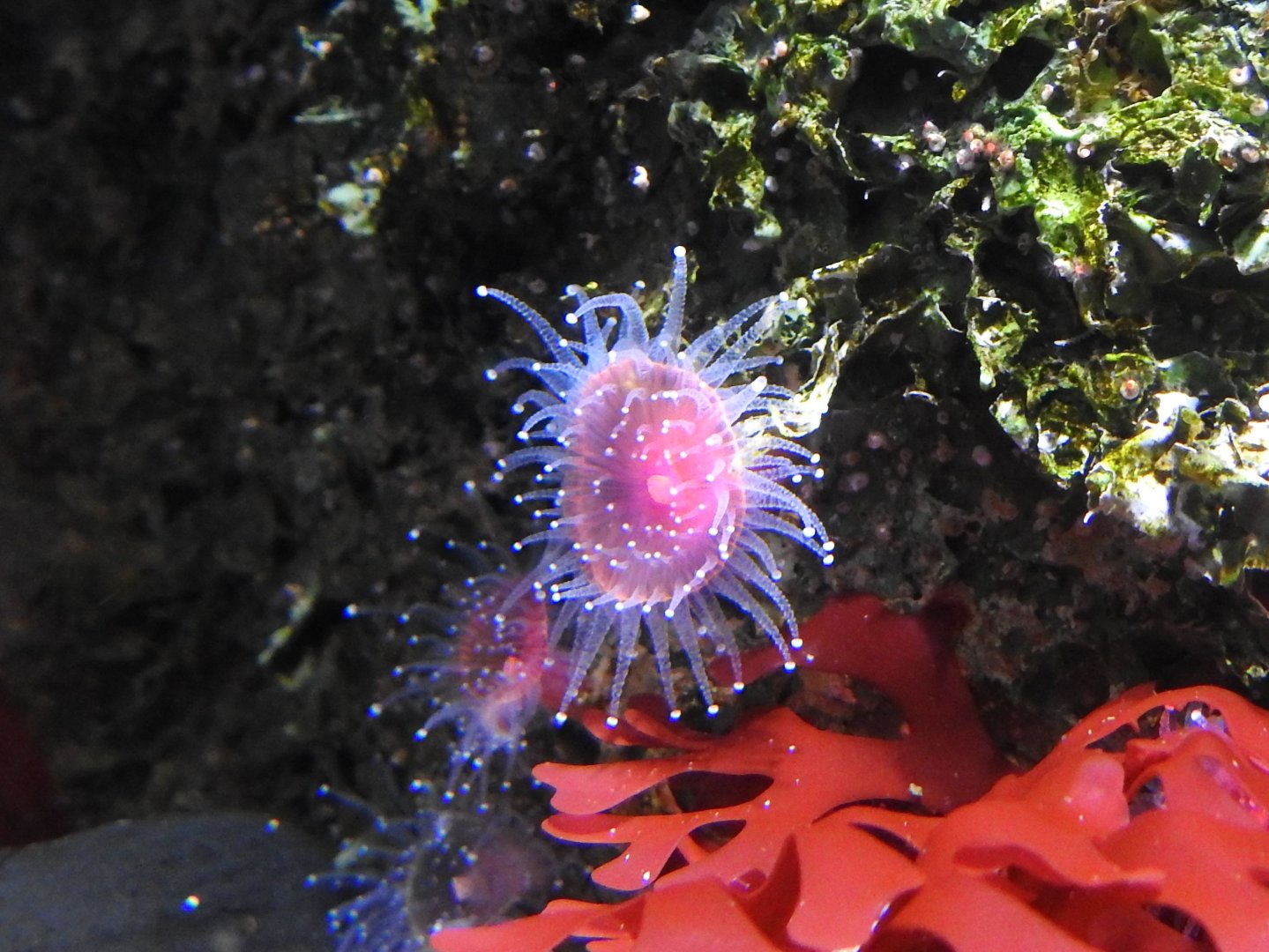 Strawberry Anemone