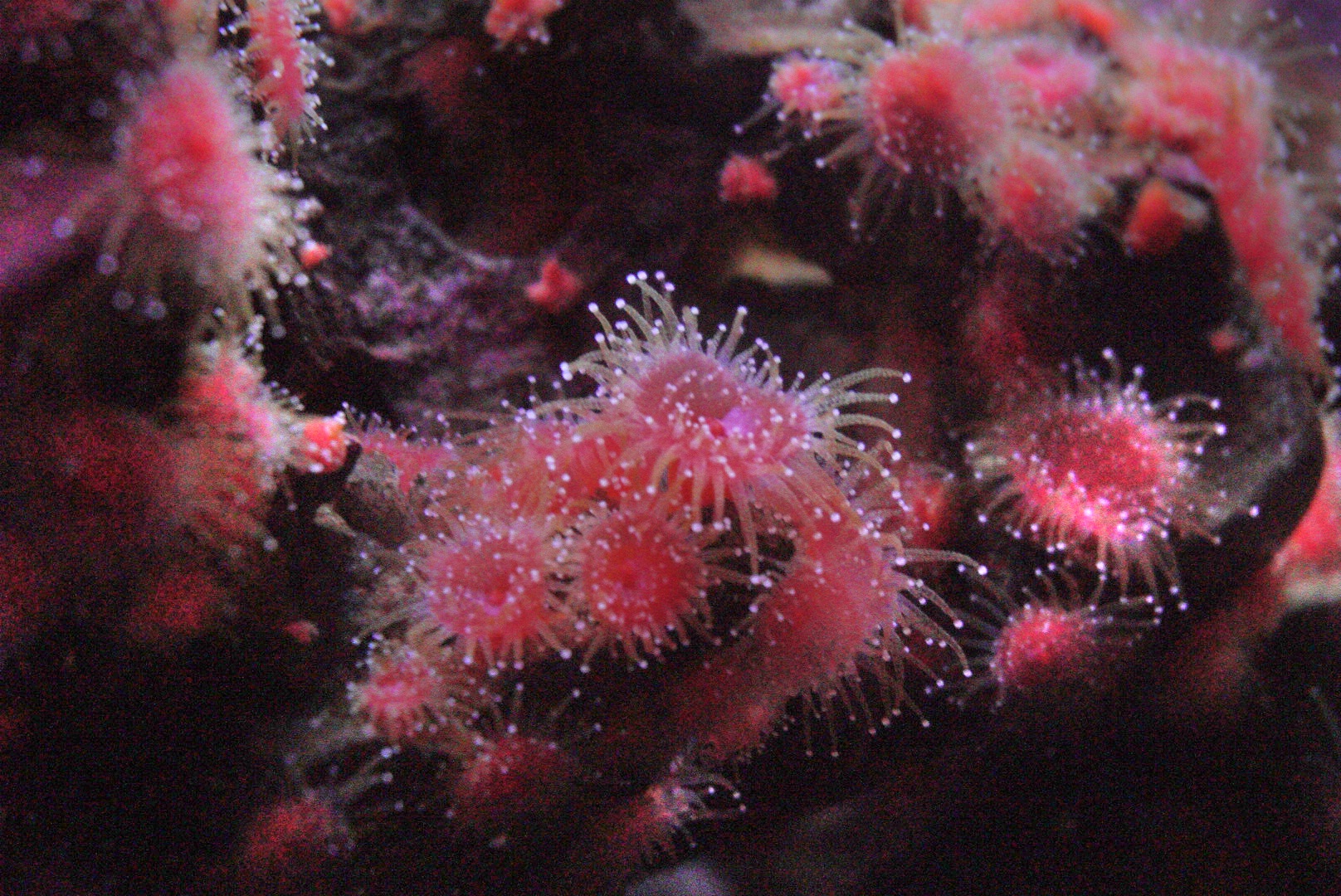 Strawberry Anemone