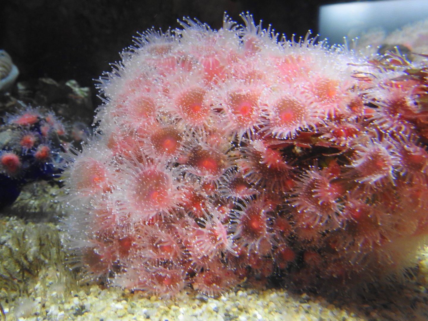 Strawberry Anemone