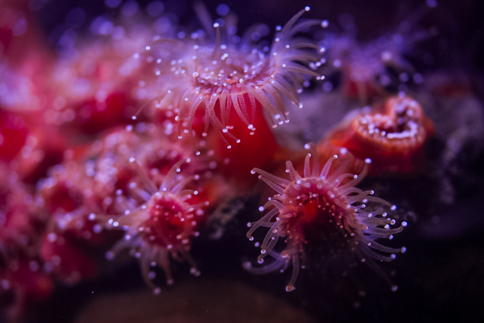Strawberry Anemones