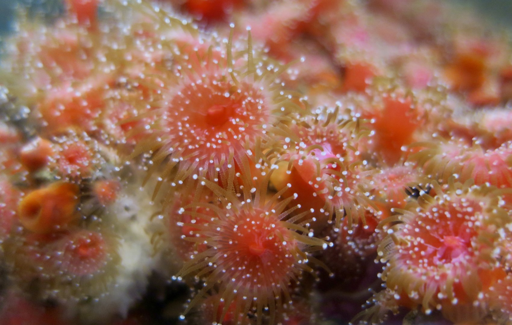 Strawberry Corallimorpharian (Corynactis californica)