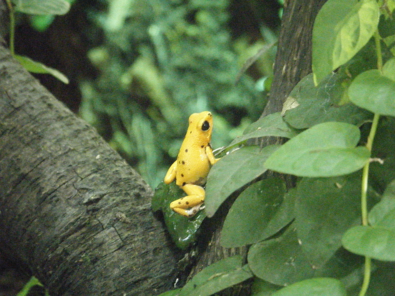 Strawberry Dart Frog