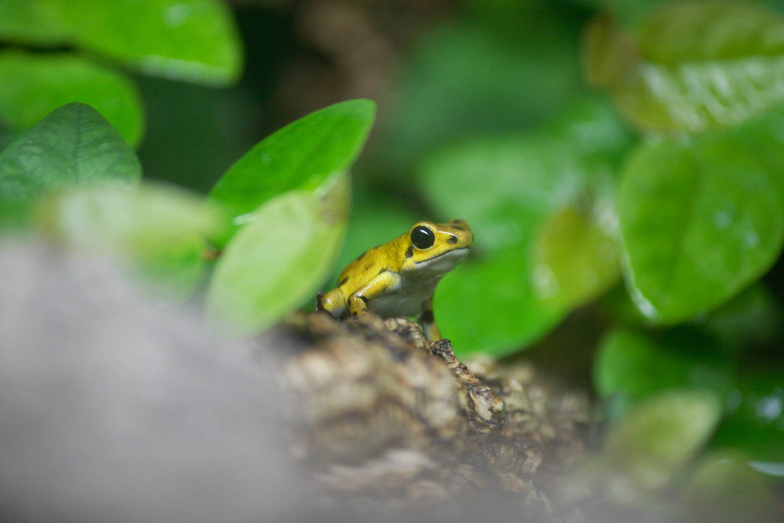 Strawberry dart frog