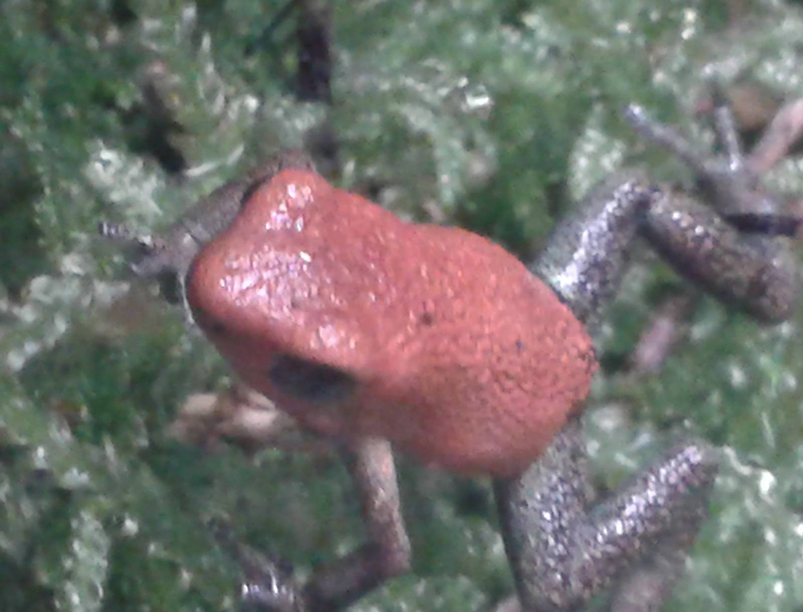 strawberry dart frog