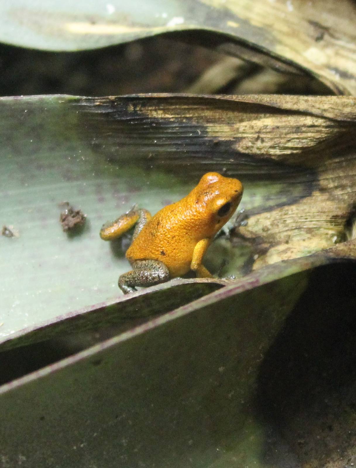 Strawberry dart frog