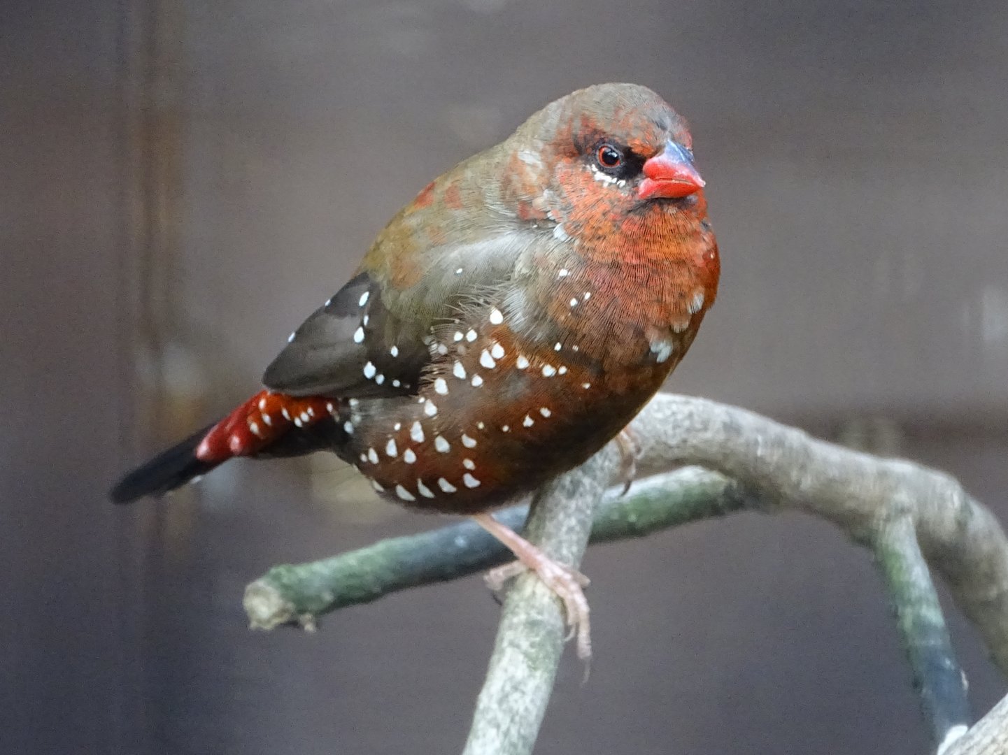 Strawberry Finch, 6th October 2025