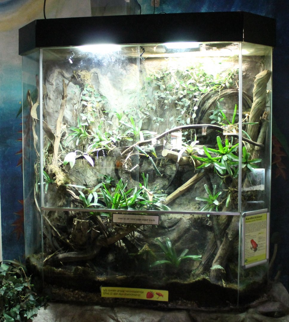 Strawberry frog enclosure
