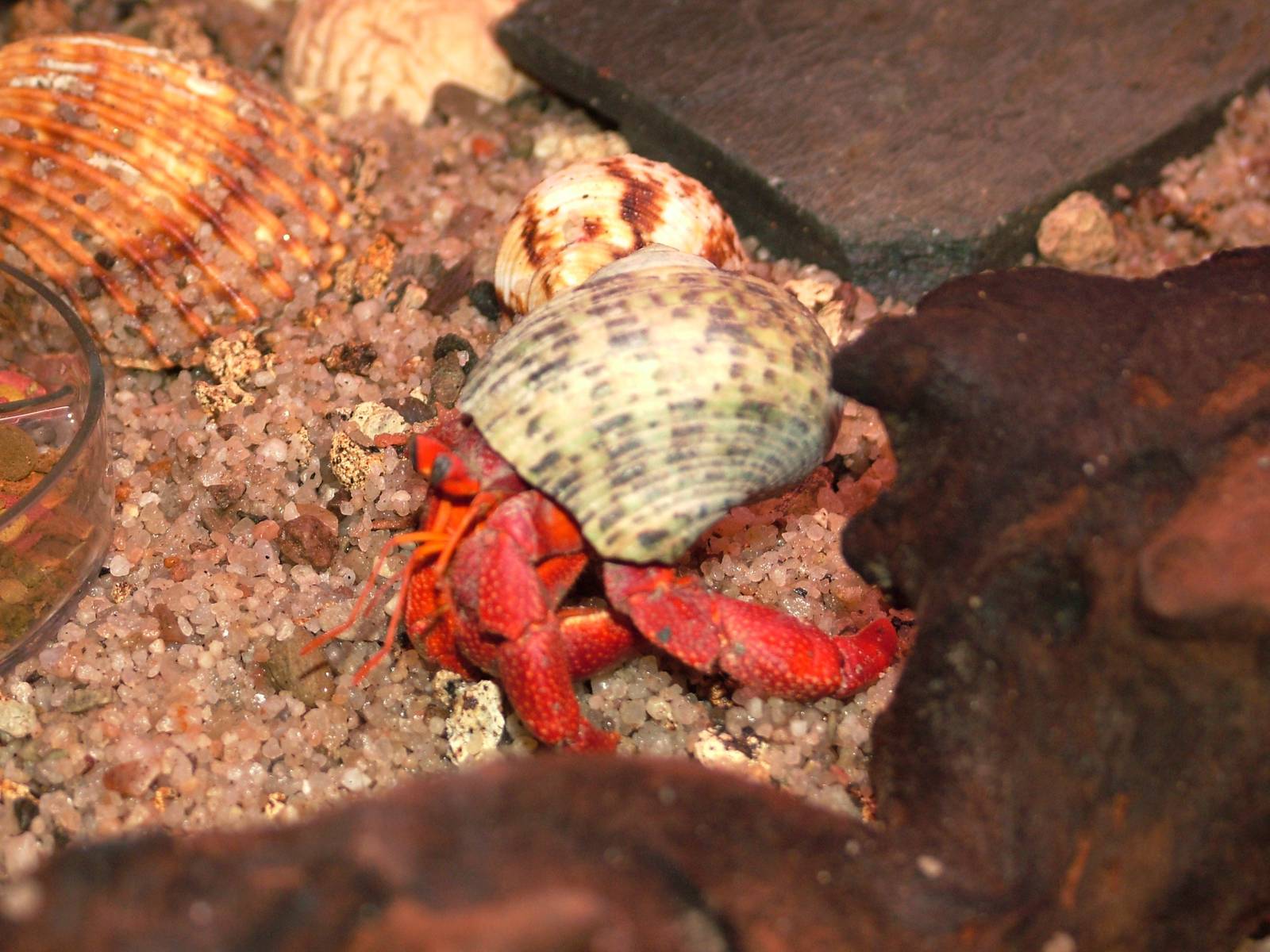 Strawberry Hermit Crab at Dvur Kralove, 27/08/12