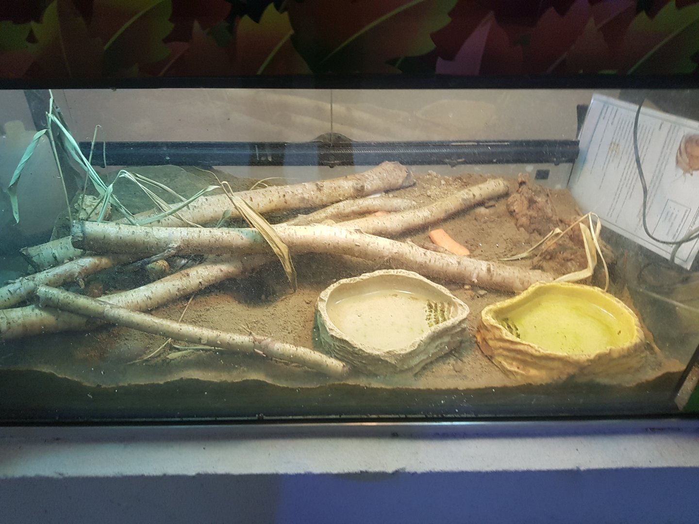 Strawberry Hermit Crab Tank