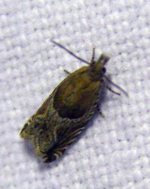 Strawberry Leaf-roller (Ancylis comptana)