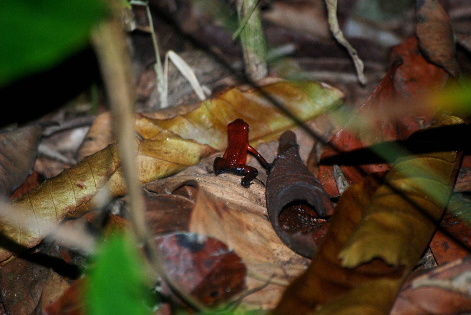 Strawberry Poison Arrow Frog in Tortuguero, 14/04/14