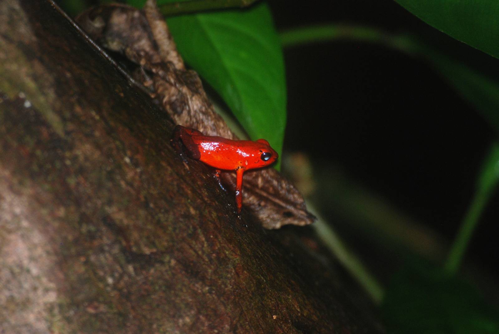 Strawberry Poison Arrow Frog in Tortuguero, 14/04/14