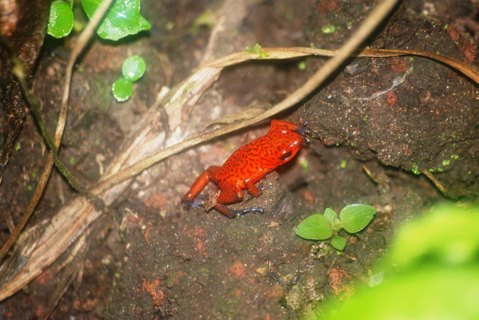 Strawberry Poison Arrow Frog in Tortuguero, 14/04/14