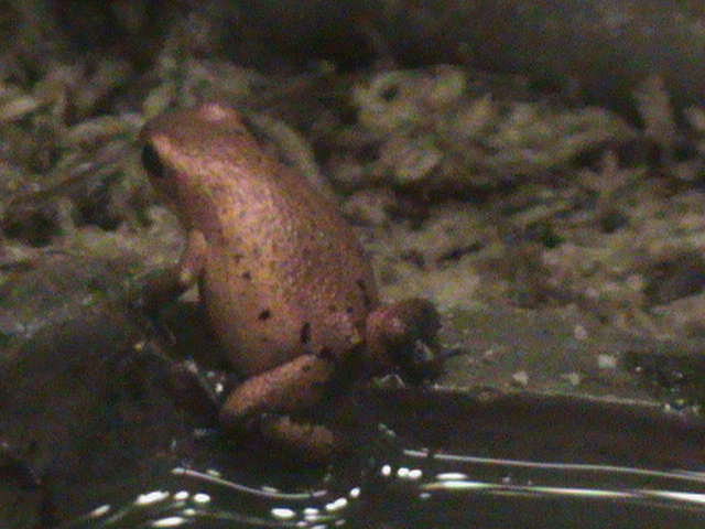 strawberry poison dart frog 070511