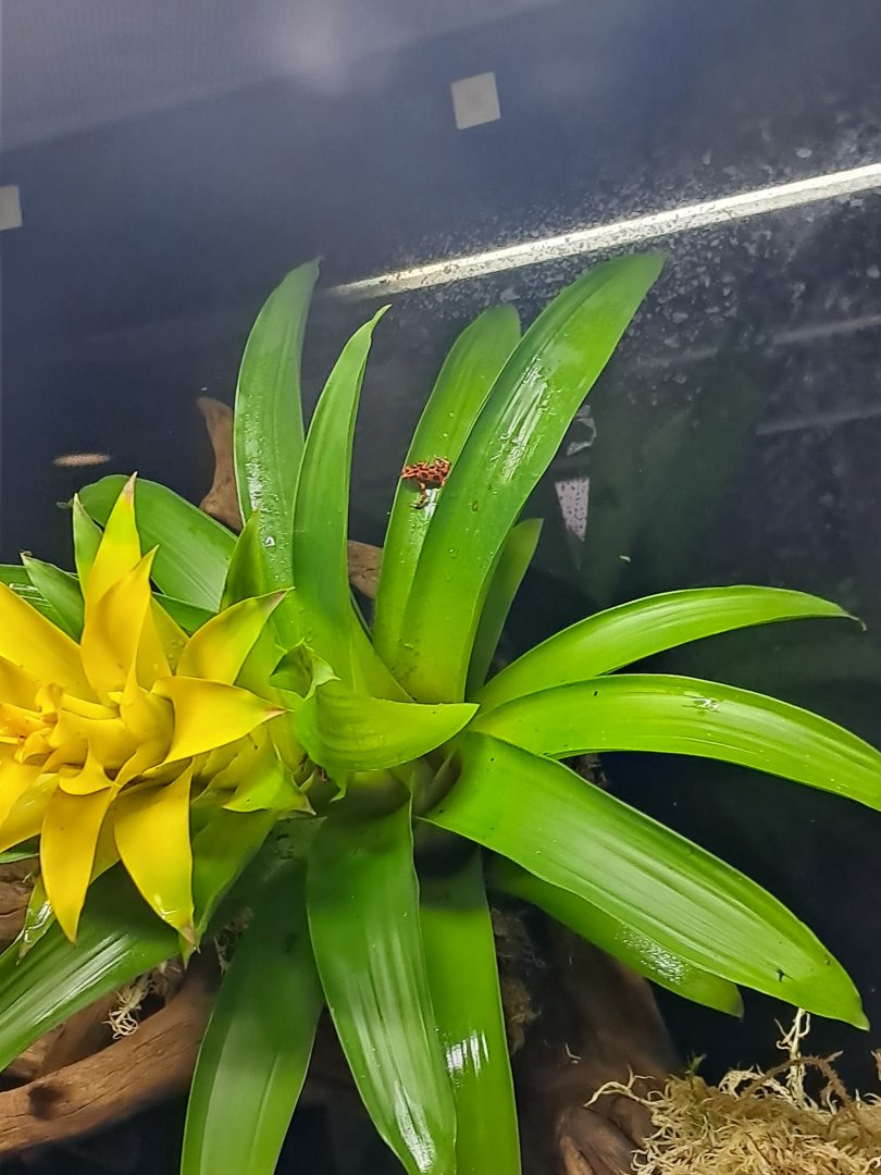 Strawberry Poison Dart Frog- 22/2/2024