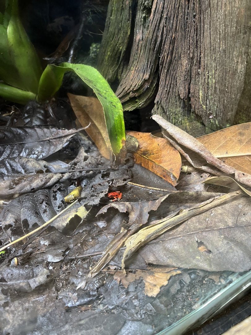 Strawberry poison dart frog 29.6.24