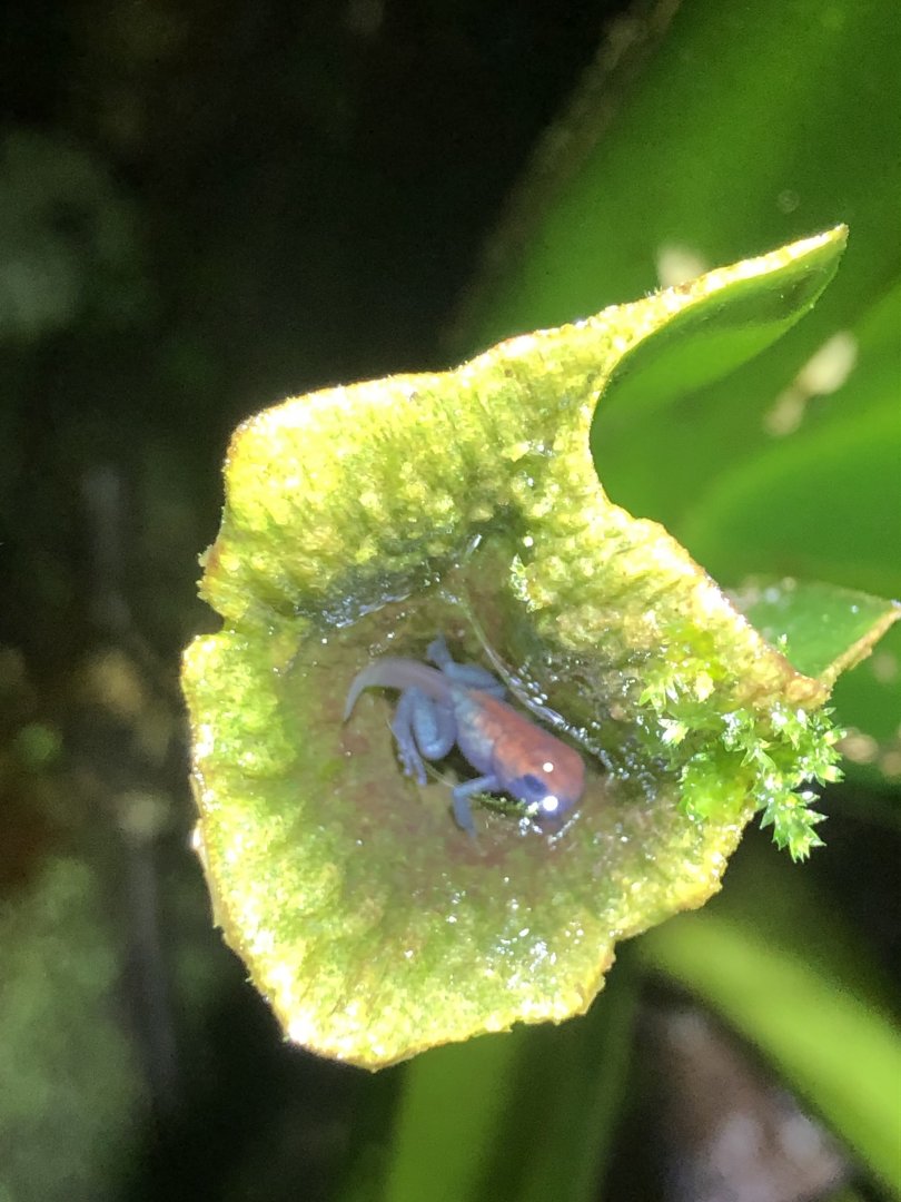 Strawberry poison-dart frog froglet (San Carlos, Costa Rica)