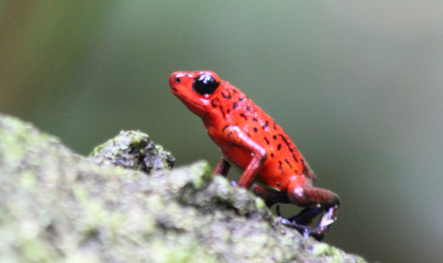 Strawberry Poison Dart Frog - Mar 2019