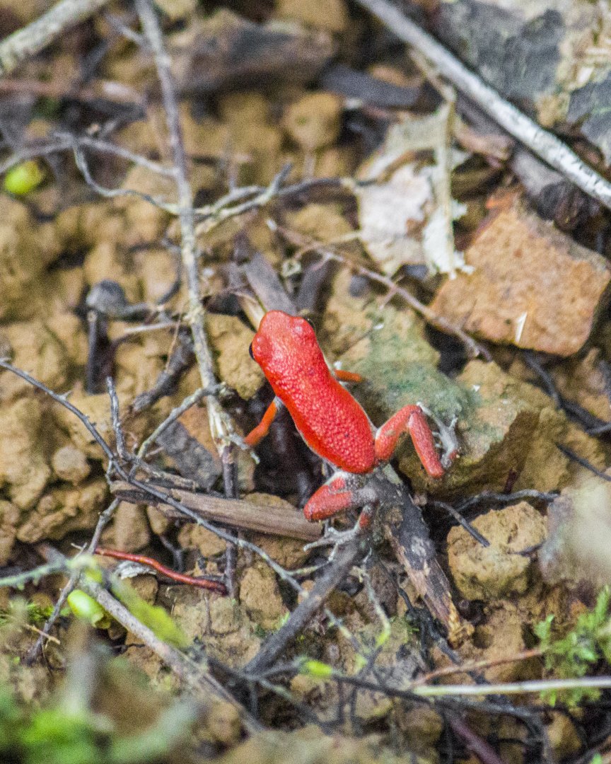 Strawberry poison dart frog, Oophaga pumilio