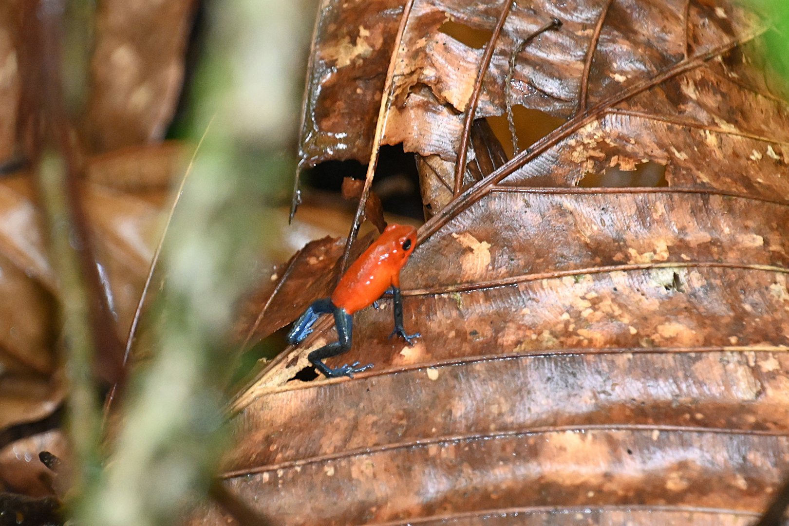 Strawberry Poison Dart Frog (Oophaga pumilio)