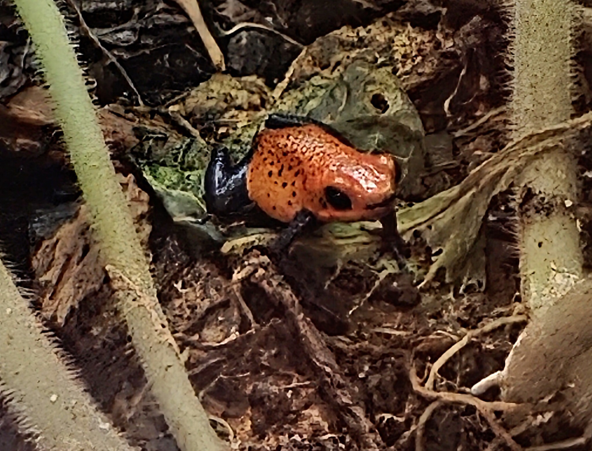 Strawberry Poison Dart Frog  - Riverbanks Zoo