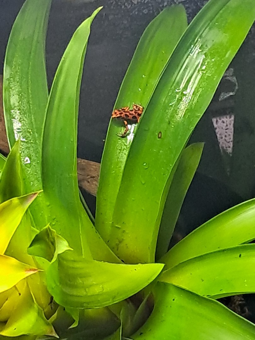 Strawberry Poison Dart Frog- slightly closer up- 22/2/2024