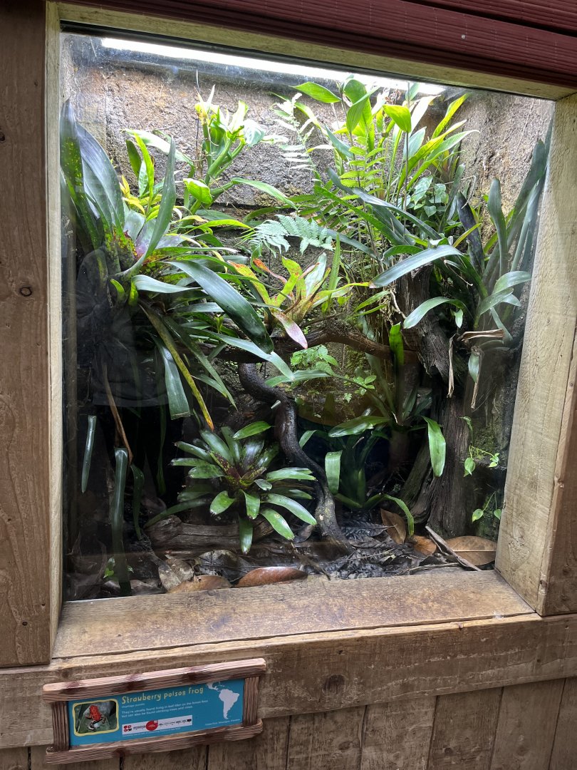 Strawberry poison dart frog terrarium 29.6.24