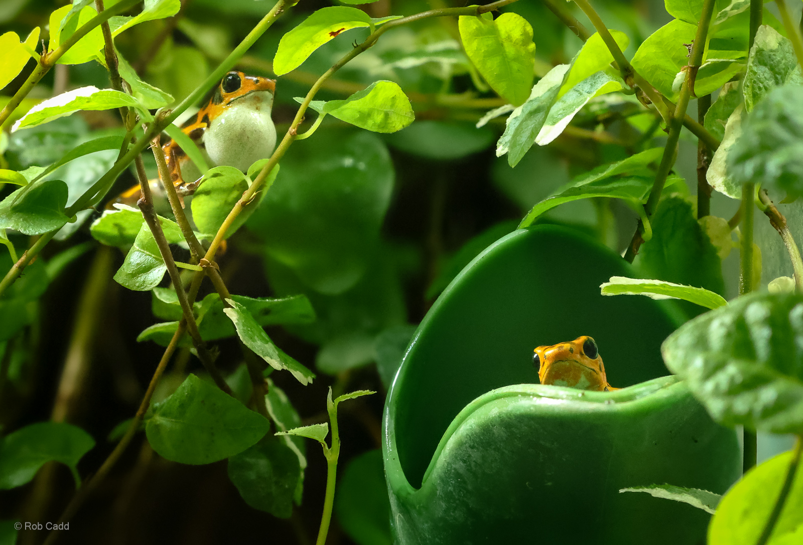 Strawberry poison-dart frog : Whipsnade : 09 Jun 2024