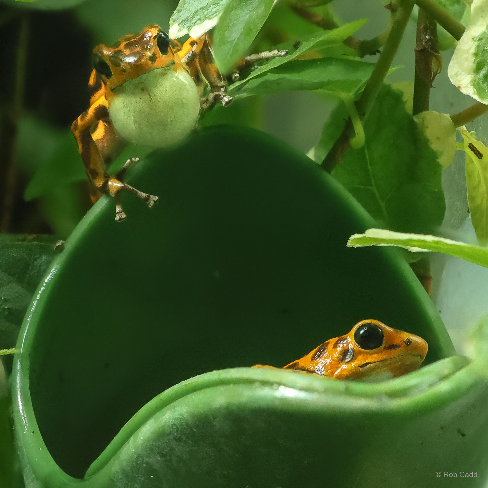 Strawberry poison-dart frog : Whipsnade : 09 Jun 2024