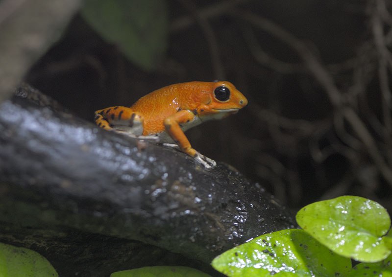 Strawberry poison dart frog